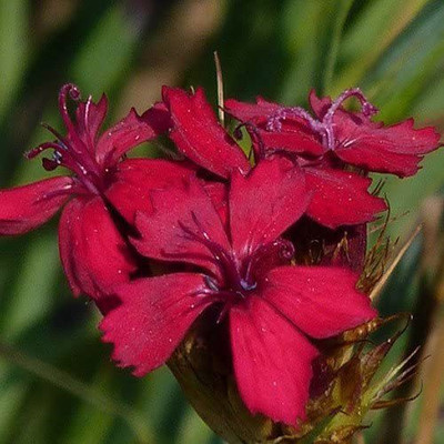 CYBEXIS Dianthus Cruentus Seeds Seed(50 per packet)