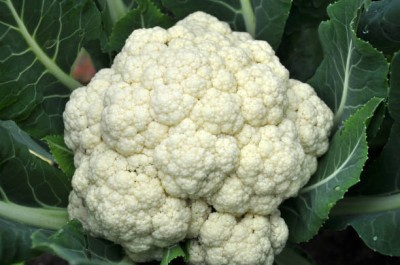 Tic Tac white cauliflower,gobhee seeds Seed(40 per packet)