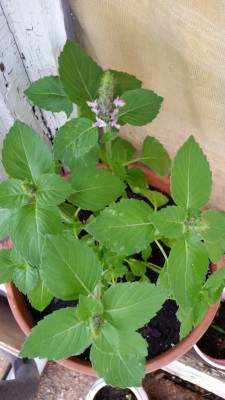 Quentova TULSI (HOLY BASIL) Rama Tulsi /रामा तुलसी Plant-RJ-7R Seed(200 per packet)