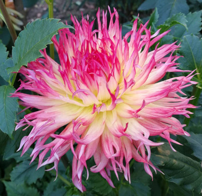 WILLVINE GBPUT-330 Rare Pink Dahlia Pompon Flower Seed(50 per packet)