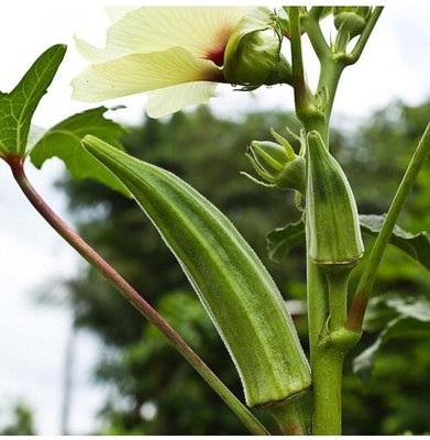 BJUBAS Red lady finger seeds hybrid pack of 30 Seed(10 per packet)