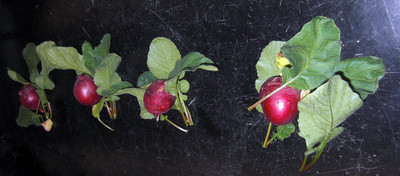 Mozette Organic red round radish Seed(35 per packet)