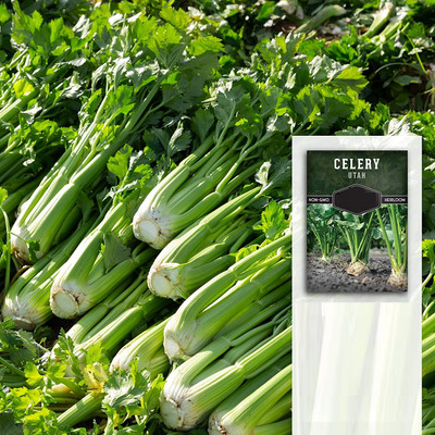Qualtivate NDIR-203 Celery Tall Utah Seeds Seed(500 per packet)