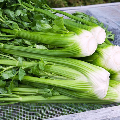 VibeX LX-13 - Tall Utah Celery - (750 Seeds) Seed(750 per packet)