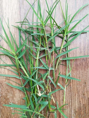 GREENSEA Bermuda Grass, Doob Grass, Lawn Grass Seed(50 g)