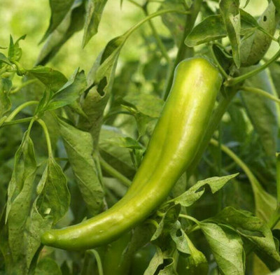 granthi Pickled Chilli Pepper Seeds Seed(2500 per packet)