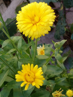 Lippy Classic Calendula Seed(70 per packet)