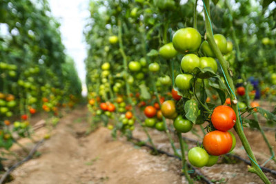 Cloud Farm tomato Seed(125 per packet)