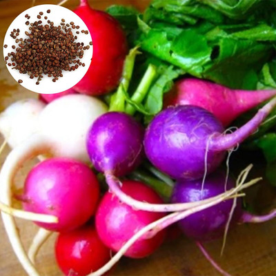 KNESSiN IX-63 Mixed Color Radish Seed(200 per packet)