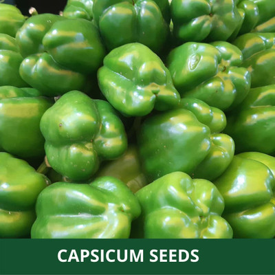 Qualtivate RES-8A Green Capsicum F1 Hybrid shimla mirch Seed(100 per packet)