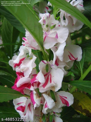 DEYS AGRO ™ double petal balsam rose flower seeds exotic Seed(102 per packet)