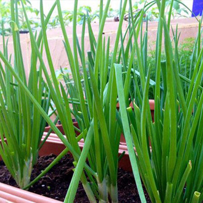 KNESSiN High Yield Eiffel Spring Onion Seeds For Planting-(300 Seeds) Seed(300 per packet)