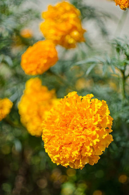 DENWYK marigold/gende ka phool flower seeds Seed(75 per packet)