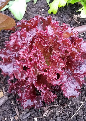 VibeX ® VMR-868 Lolla Rosa Red Romaine Lettuce Seeds Seed(200 per packet)