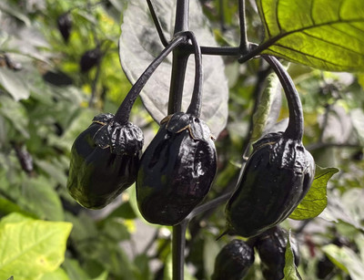 KNESSiN Purple Scorpion Hot Pepper Seeds for Terrace Gardening-(2400 Seeds) Seed(2400 per packet)
