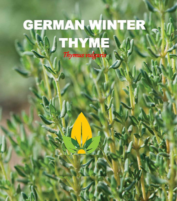 CYBEXIS LXI-90 - Common Thyme - (1350 Seeds) Seed(1350 per packet)