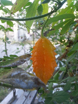Qualtivate PUAS-2A JAMAICAN CERASEE - Bitter Melon-bitter Gourd Seed(50 per packet)