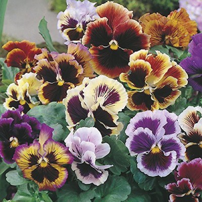 Lorvox Pansy Butterfly Beautiful Flower Seeds In Different Colors F1 Hybrid Seed(60 per packet)