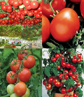 ibains Hybrid tomato seed bij 21 Seed(51 per packet)
