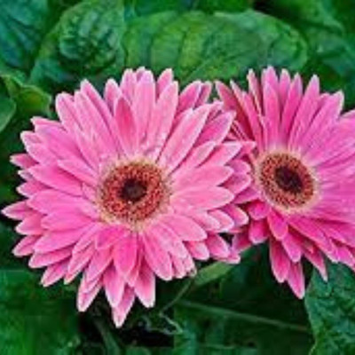 Aywal Gerbera Seed(50 per packet)