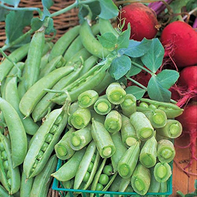 KNESSiN FXD-80 Pea Seed(100 per packet)