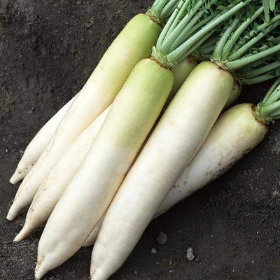 Qualtivate XXX-2A Daikon Radish Seed Seed(300 per packet)