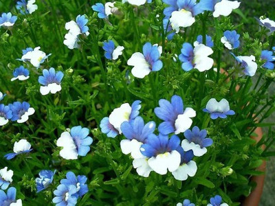 Paudha Nemesia blue and white Seed(51 per packet)