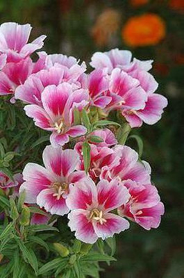 Aywal Clarkia F1 Hybrid Flower Seed(110 per packet)
