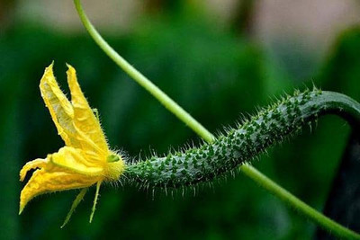CYBEXIS VXI-87 - Cucumber -China Long Hybrid - (450 Seeds) Seed(450 per packet)