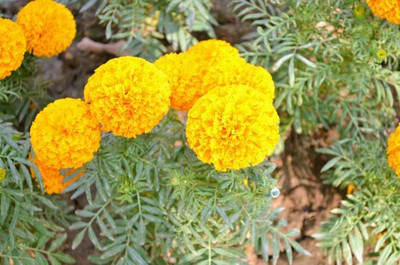 VENUS ONLINE marigold/gende ka phool flower seeds Seed(75 per packet)