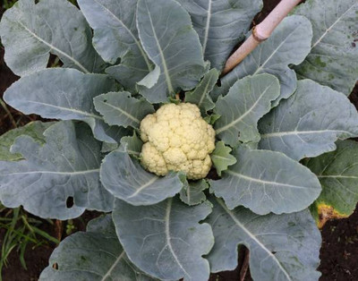 GROWN white cauliflower,gobhee seeds Seed(10 per packet)