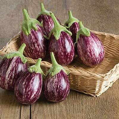 Biosnyg Calliope F1 Hybrid Brinjal Seeds-1500 Seeds/5gm Seed(1500 per packet)