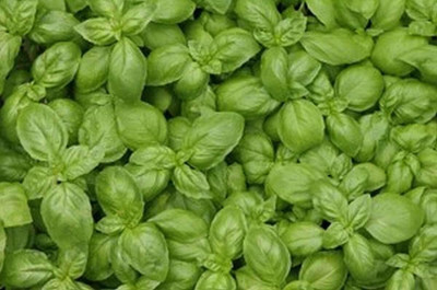 Qualtivate NDIR-9 Spicy Globe Basil (ocimum basilicum Minimum) Seed(1000 per packet)
