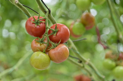 GRAXY tomato Seed(145 per packet)