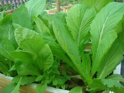 WILLVINE LX-47 Chinese Mustard - Small Gai Choi Seed(1000 per packet)