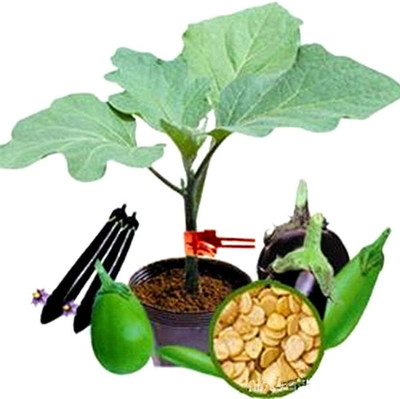 KNESSiN Brinjal grafted Rootstock Seed(1250 per packet)
