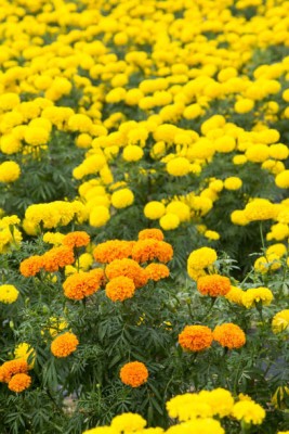 SHYAM marigold,gende ka phool seeds Seed(21 per packet)