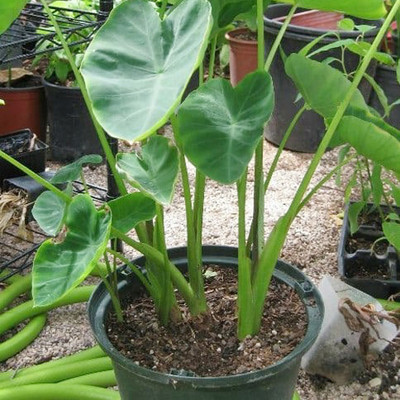 SREE Taro Root,Kachu Root Seed(5 per packet)