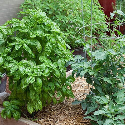 CRGO BASIL , TULSI Seed(40 per packet)