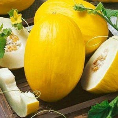CYBEXIS XL-80 - Yellow MelonCantaloupe Muskmelon Kharbuja - (150 Seeds) Seed(150 per packet)