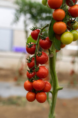 LiveNature tomato Seed(115 per packet)