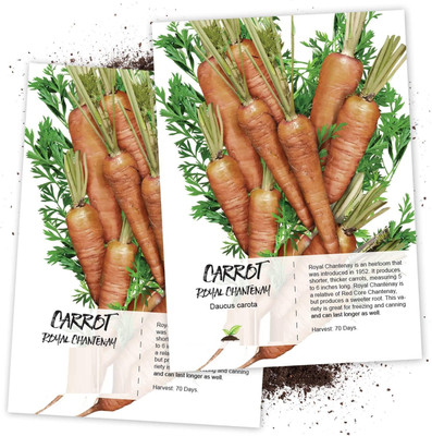 WILLVINE Royal Chantenay Carrot (Daucus carota)-2 x Packet Seed(200 per packet)