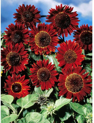 KANAYA Sunflower Flower Seed(40 per packet)