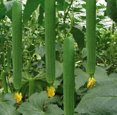 UGRA Long Sponge gourd Seed(120 per packet)
