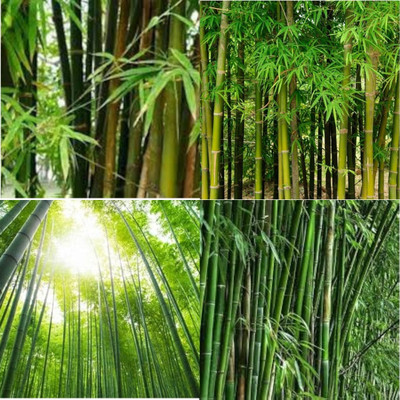 ibains Hybrid bamboo seeds bij 140 Seed(140 per packet)