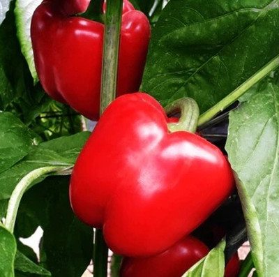 DIVINE CAPSICUM Seed(50 per packet)