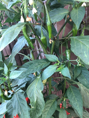 Farmonix Mild Spicy Guntur Chilly Seeds Seed(1200 per packet)