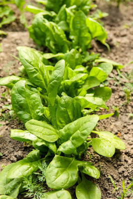 AFARTIOBINA 92 PCS SPINACH SEEDS-A02 Seed(92 per packet)