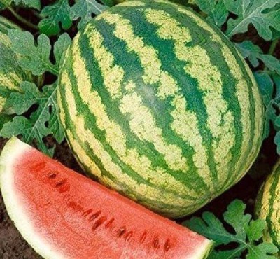 VibeX XL-97 - Watermelon Alibaba Giant Mix - (150 Seeds) Seed(150 per packet)