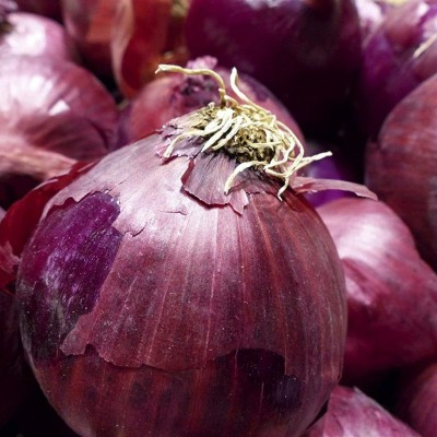 CYBEXIS Giant Red Nasik Onion Sweet seeds4000 Seeds Seed(4000 per packet)